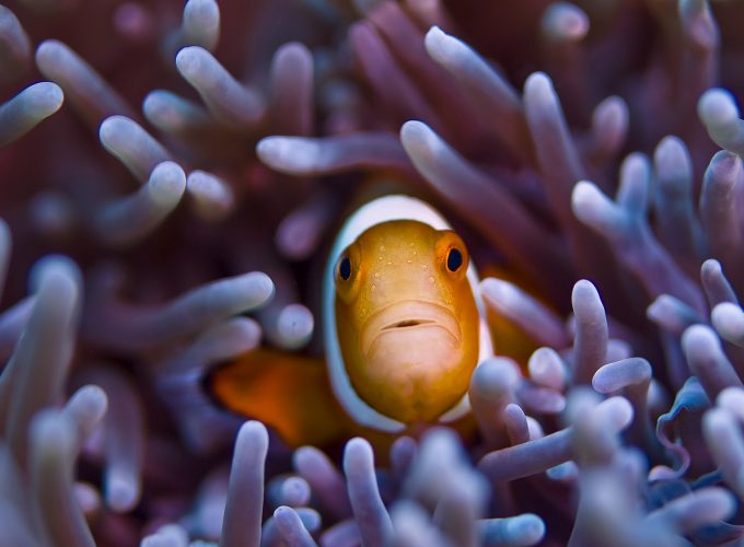 Wallpaper Clownfish, 5k, 4k wallpaper, Gili, Island, Bali, indian, pacific, underwater, diving, tourism, orange, sealife, sea, ocean, World&828163999